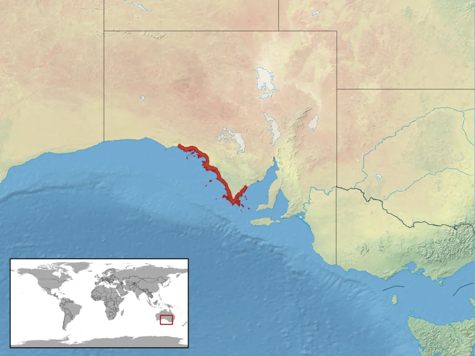 geographic distribution of Pseudemoia baudini