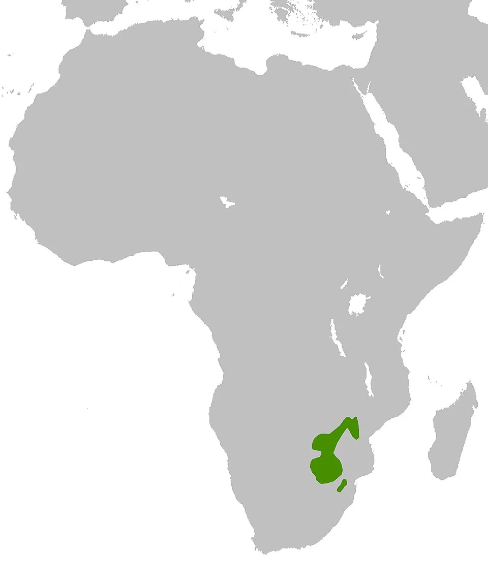 Graphiurus platyops Map