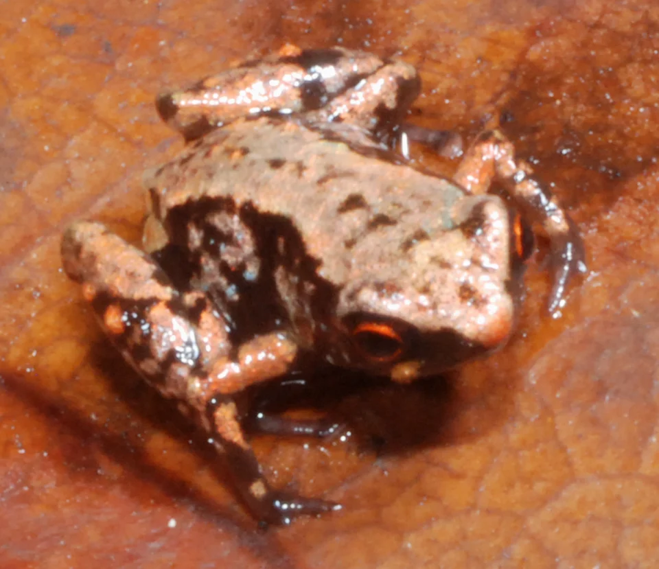 Photograph of a paratype of Paedophryne swiftorum in life (BPBM 31880).