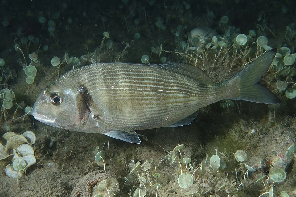 Photo of Gilthead Seabream (undefined) uploaded from iNaturalist.
