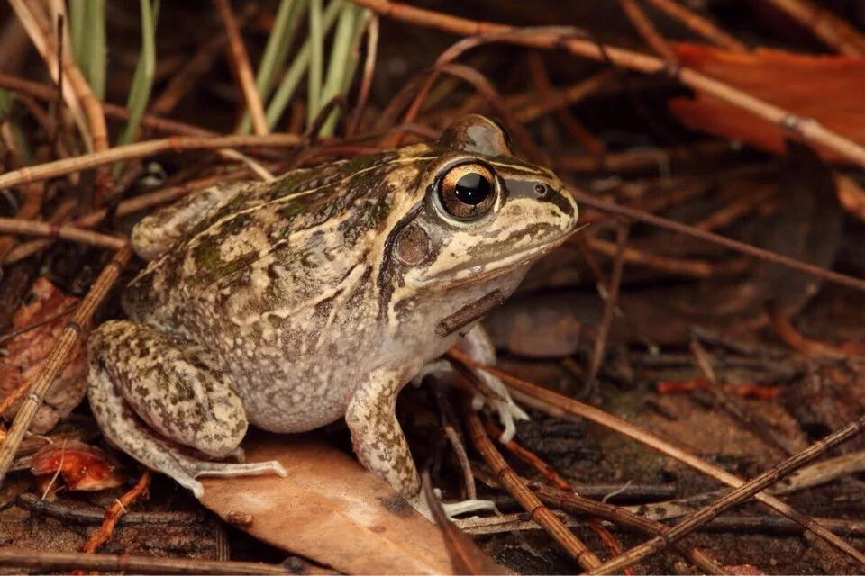 Cyclorana Verrucosa, or Rough Frog, is a native amphibian of Australia.