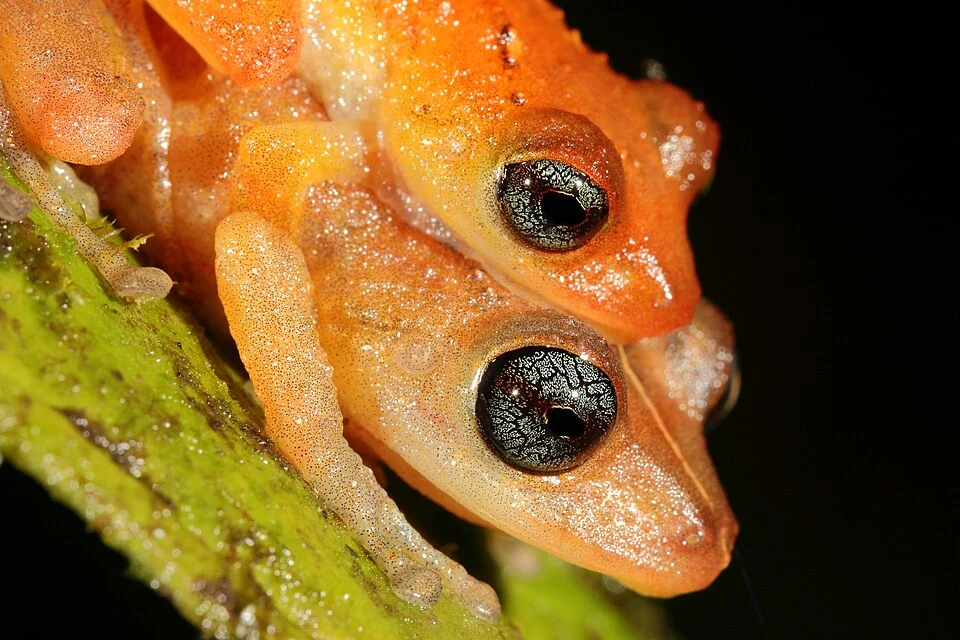 Pristimantis scolodiscus by Santiago Ron