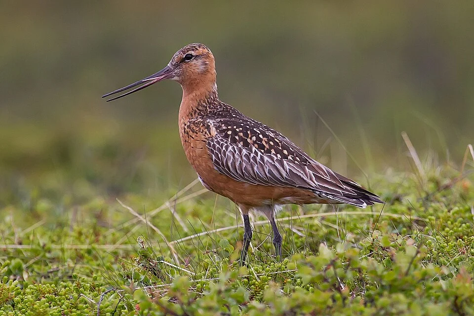 Bar-tailed Godwit in breeding plumage
