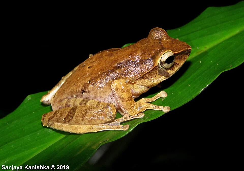 Papillated Shrub Frog (Pseudophilautus papillosus)