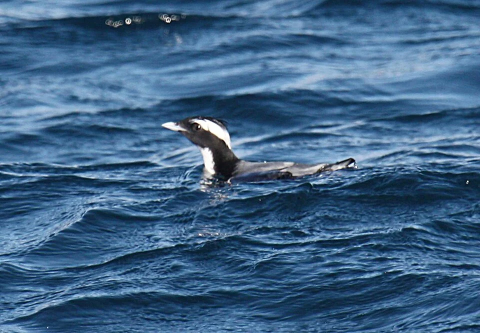 A Japanese Murrelet swimming in Japan.