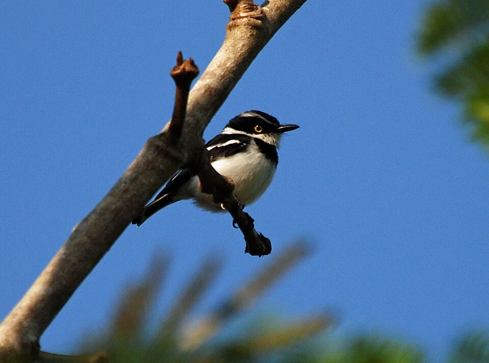 Black-headed Batis, Ndassima, CAR