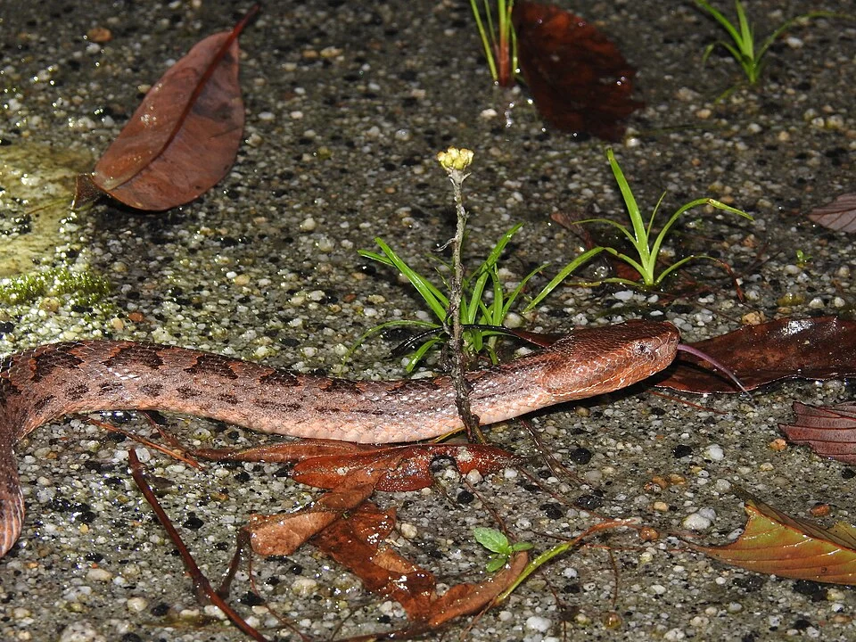 Zayuan Mountain Pitviper (Ovophis zayuensis) in India