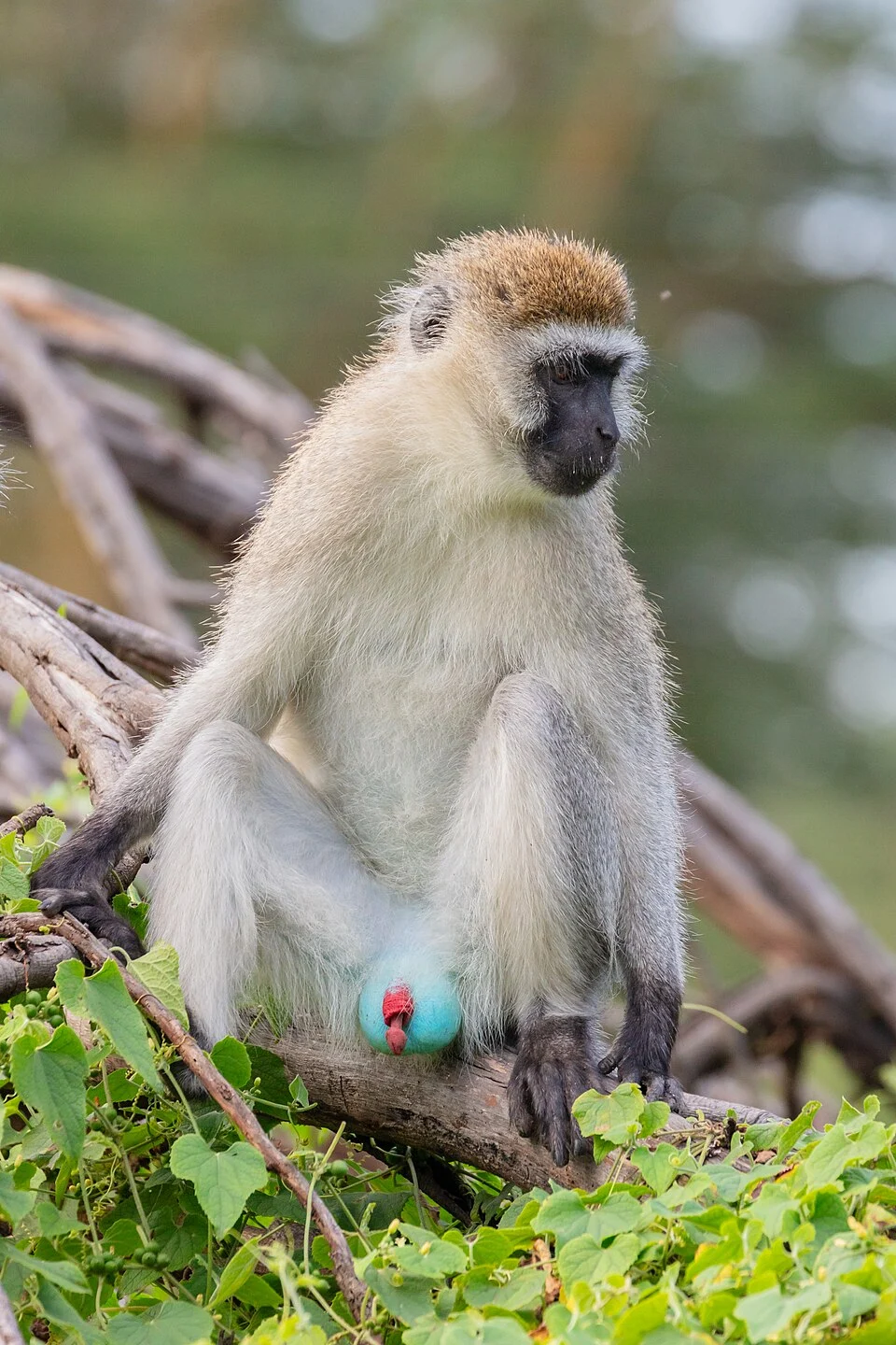 Vervet monkey (Chlorocebus pygerythrus), Lake Nakuru National Park, Kenya