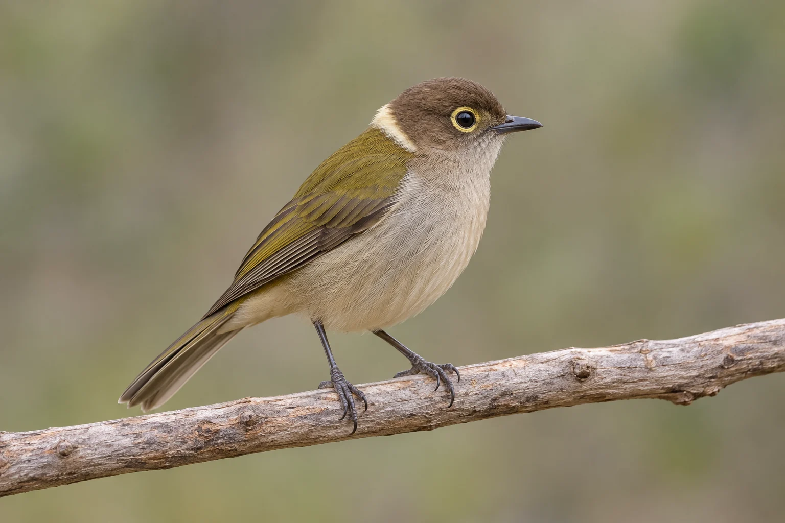 Complete brown-headed honeyeater.