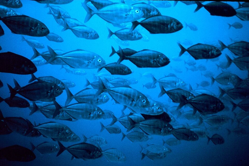 Possibly a mating congregation of jacks - males darker Jacks are a high-level inshore predator built for speed. Identified by user as Uraspis helvola