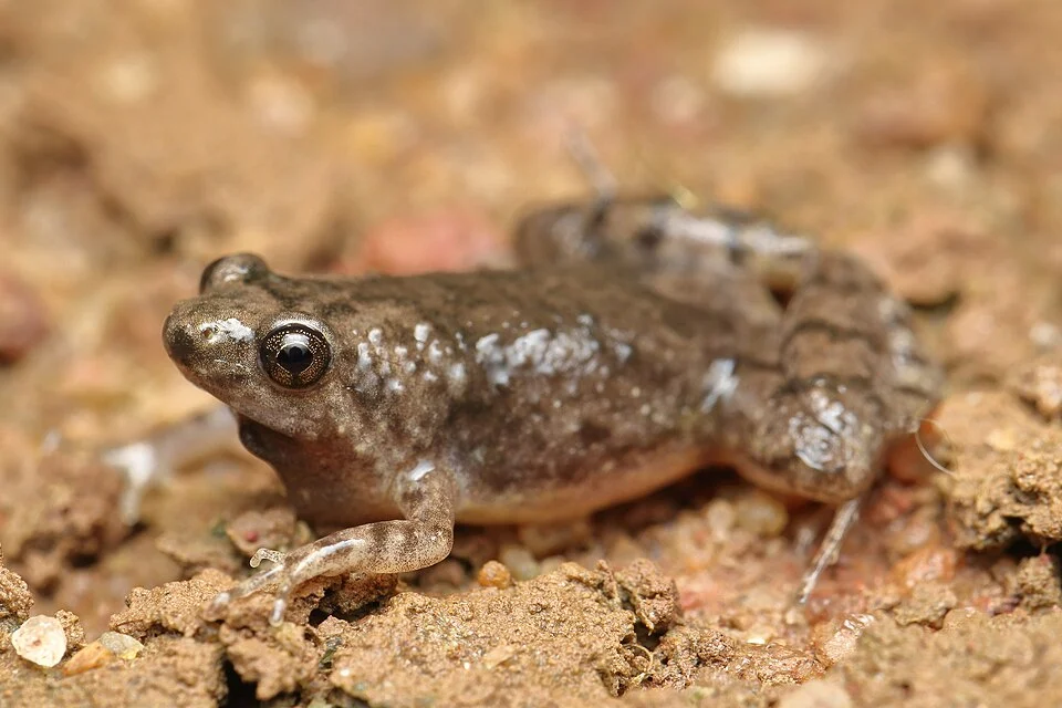 The frog described from Mangalore in May 2018. Found in very small area in an industrial compound.