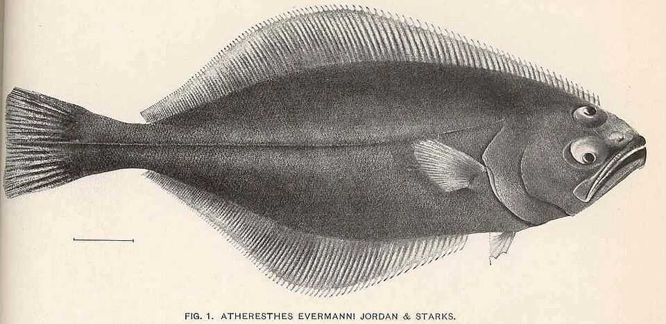 Atheresthes evermanni Jordan & Starks
Subject: Flatfishes, Atheresthes
Tag: Fish