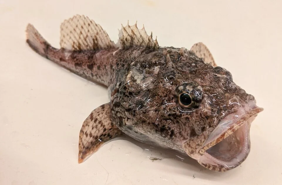 Dasycottus setiger, the Spinyhead Sculpin.