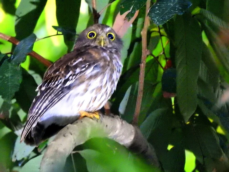 Luzon Hawk-owl seen in Los Baños, Laguna. Photo by Carmel Eje.