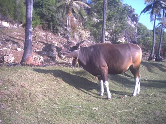Bali Bull as Domesticated Banteng