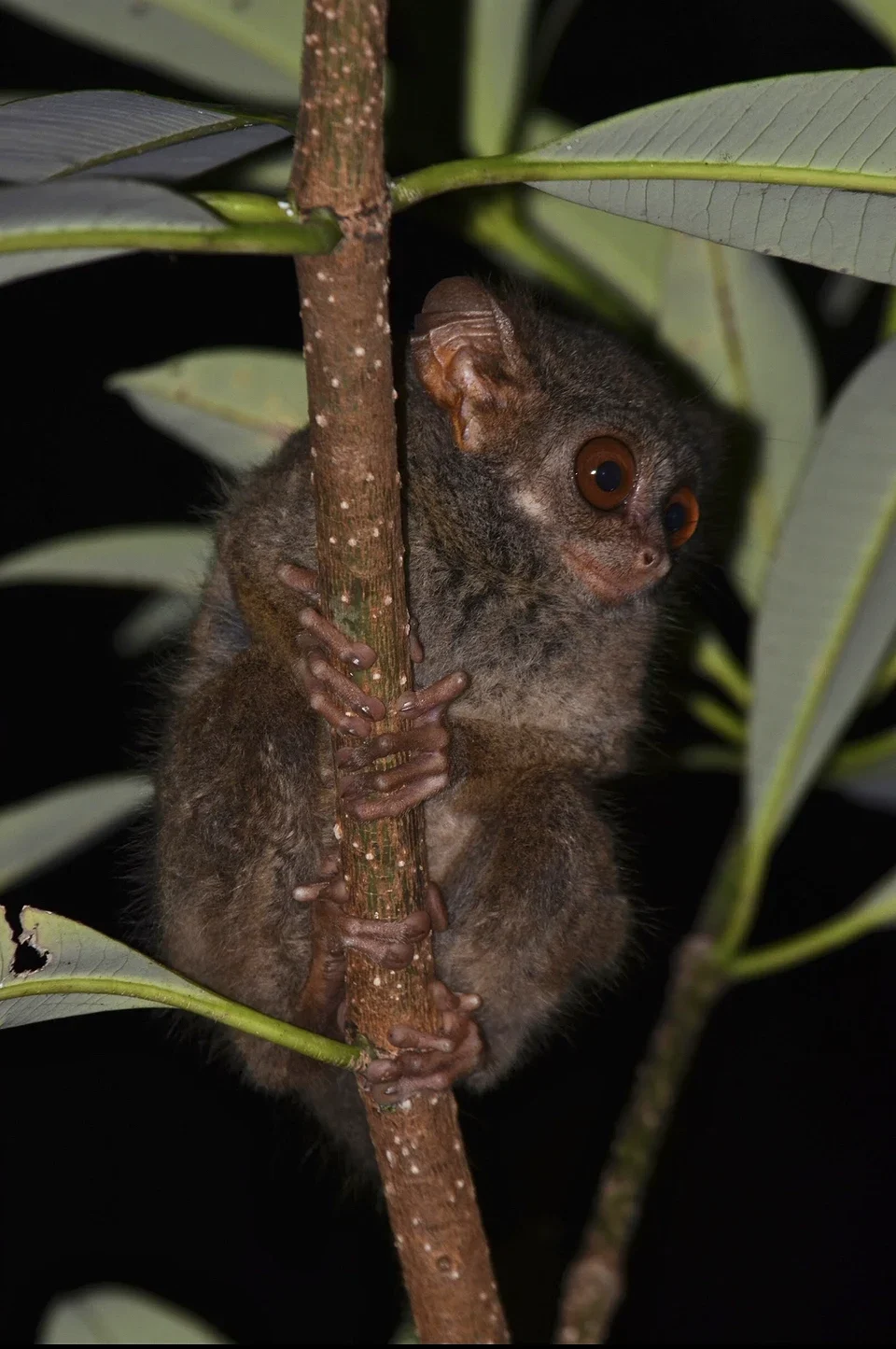 Tarsius dentatus di Cagar Alam Morowali, Sulawesi Tengah