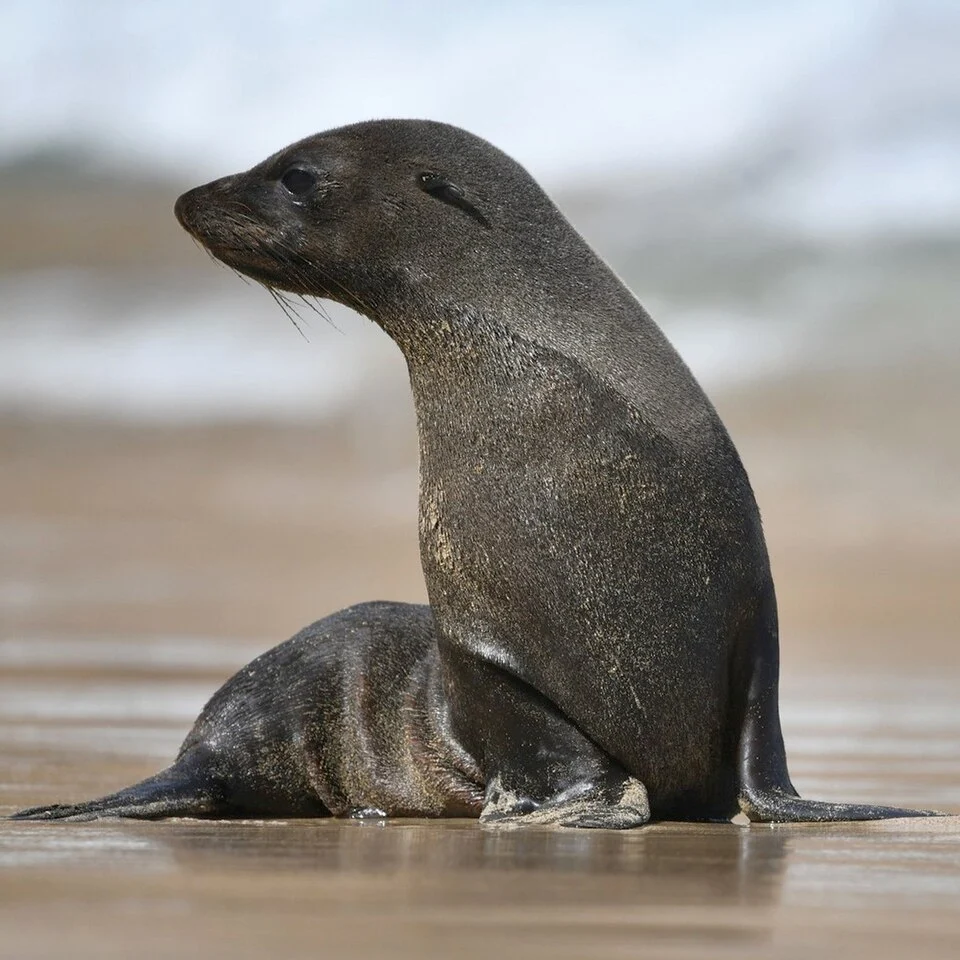 Juan Fernández Fur Seal (Arctocephalus philippii) in Chile