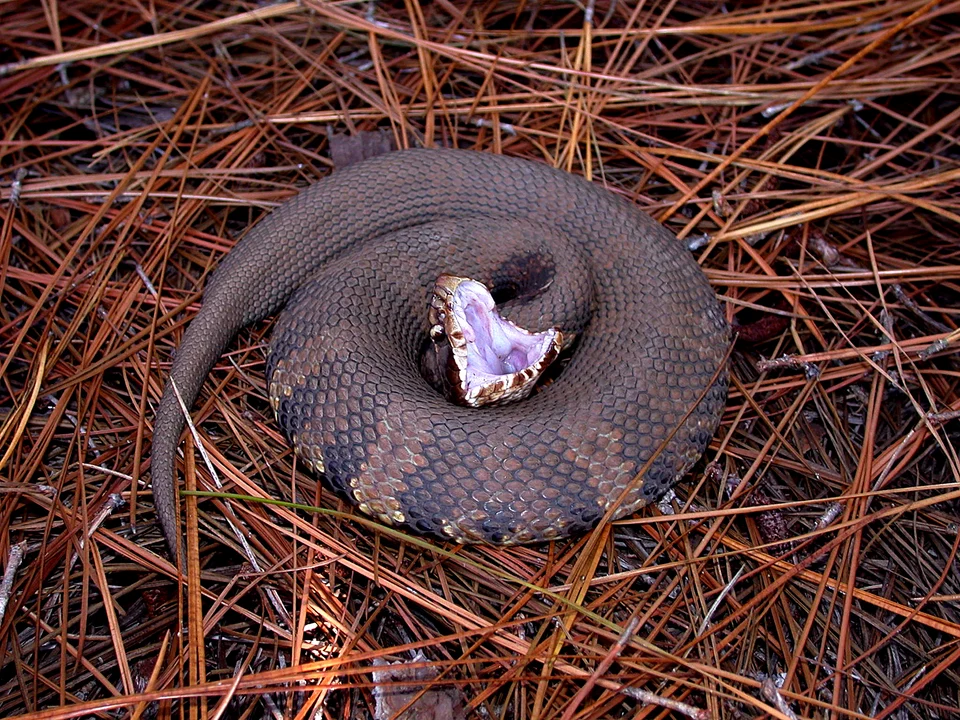 This 2005 photograph depicted an “eastern cottonmouth” snake, Agkistrodon p. piscivorus, as it was coiled atop a ground cover of pine needles. Startled, this snake had taken on a defensive posture, baring its fangs in a very aggressive manner.