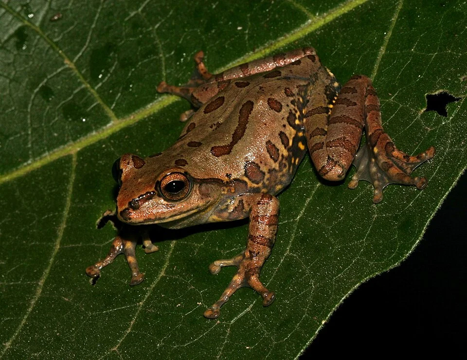 Ghatixalus variabilis, an endmic frog from India.