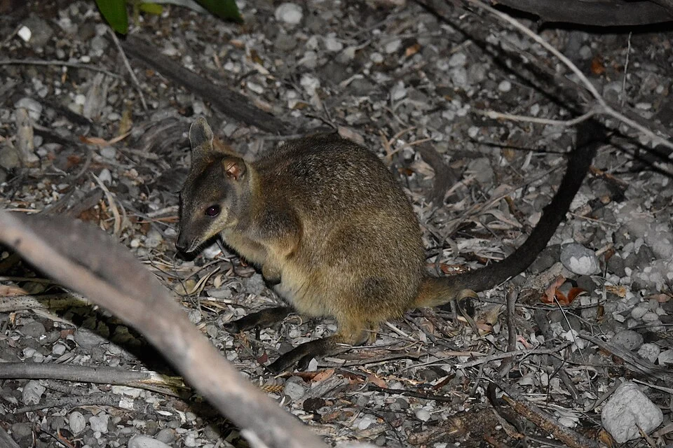 Unadorned Rock-wallaby (Petrogale inornata)