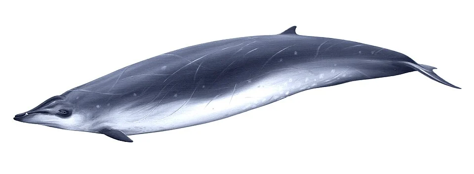 Mesoplodon europaeus (Gervais's beaked whale, Antillean beaked whale, Gulf Stream beaked whale, European beaked whale), oil on paper