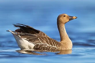 Taiga bean goose