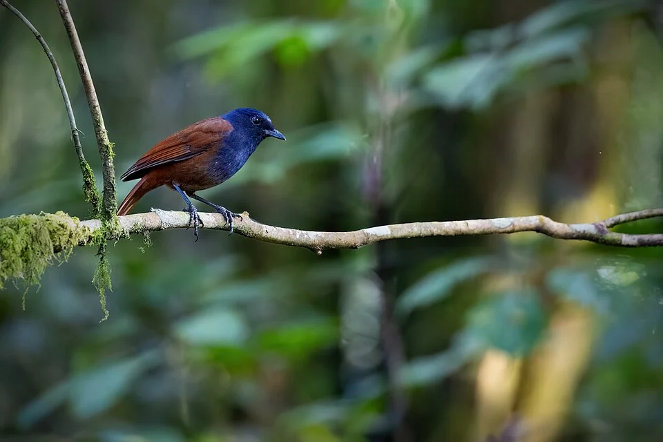 Sumatran Whistling-Thrush