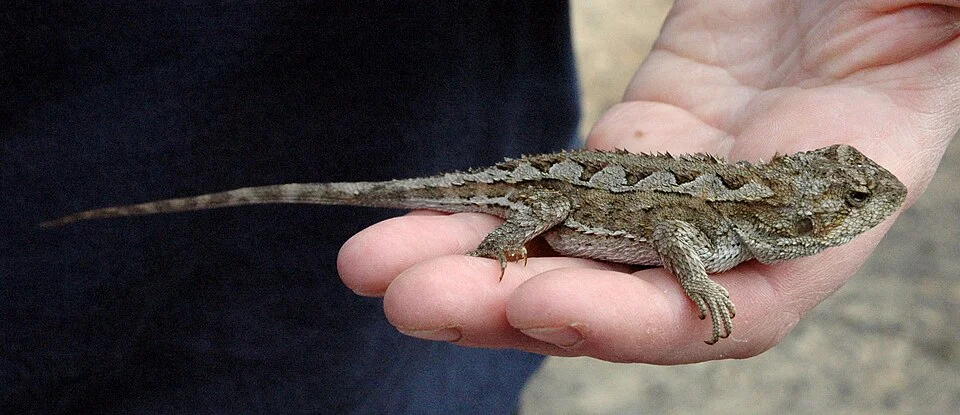 Mountain Dragon (Rankinia diemensis). Tasmania