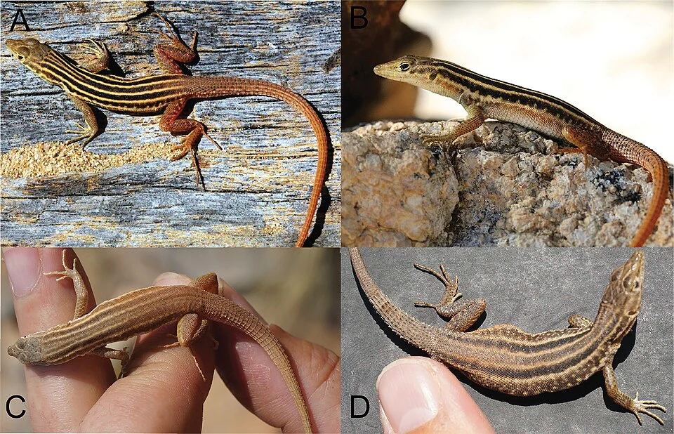 Figure 4; Life photographs of representative individuals of Pedioplanis mayeri sp. nov. highlighting color pattern variation within the species. (a.) Dorsal and (b.) lateral whole body images of an adult possessing bold dorsal stripes collected at the type locality (Farm Omandumba, Erongo Region, Namibia), note the row of yellow spots along the flanks; (c.) Dorsal image of an adult from the Kamanjab area depicting fainter, medium-brown dorsal stripes; (d.) An adult female collected from Gobabis (ZMB 80391; see also Fig. 5a) with dorsal striping of varying boldness and a more grayish-brown hind