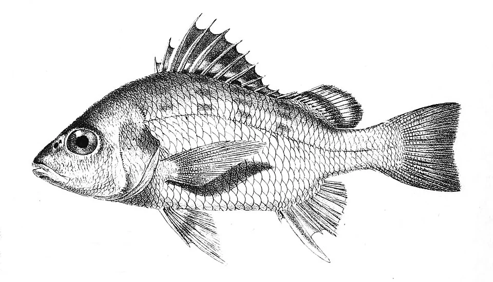 The species names / identity need verification. The original plates showed the fishes facing right and have have been flipped here.
Pristipoma hasta