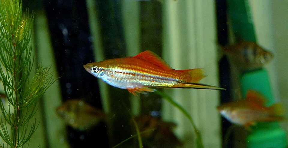 A male swordtail (Xiphophorus hellerii) fish.