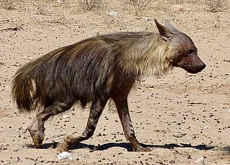 Brown Hyena (P. brunnea) leaving Union's End Waterhole, Kgalagadi Transfrontier Park, Northern Cape, SOUTH AFRICA