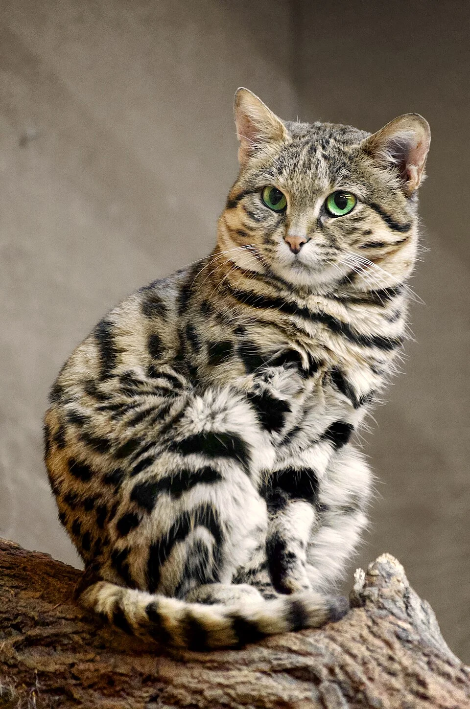 Felis nigripes at Zoo Wuppertal, Germany