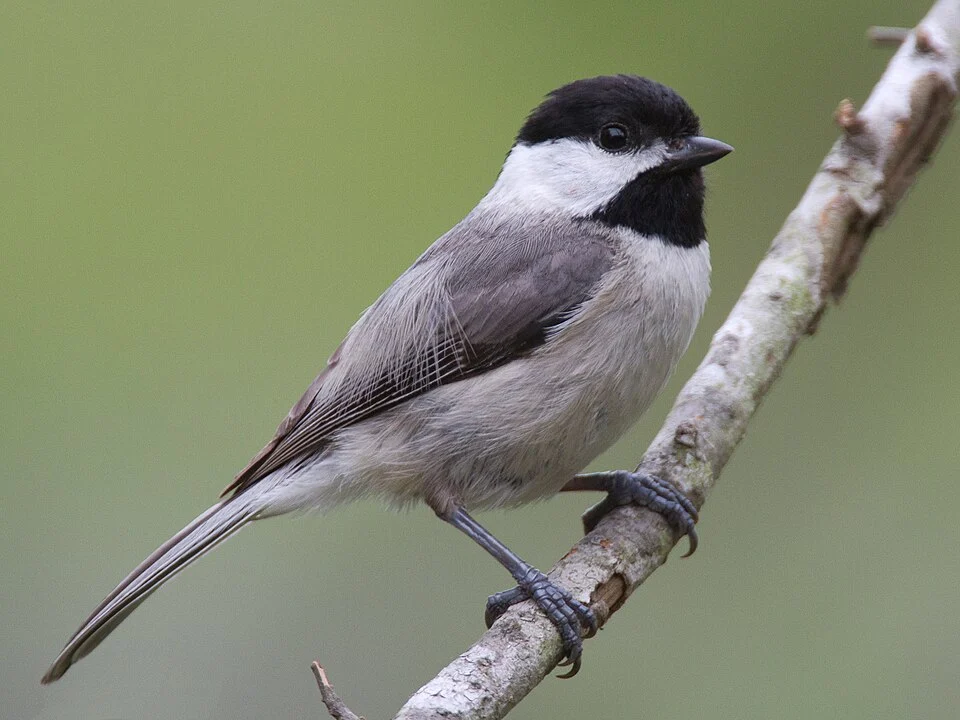 Carolina Chickadee Poecile carolinensis atricapilloides, Clear Lake, Houston, Texas, USA.