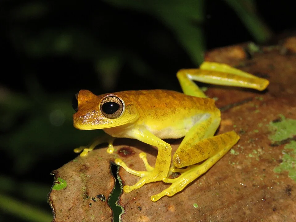 Photo of Sara Tree Frog uploaded from iNaturalist.
