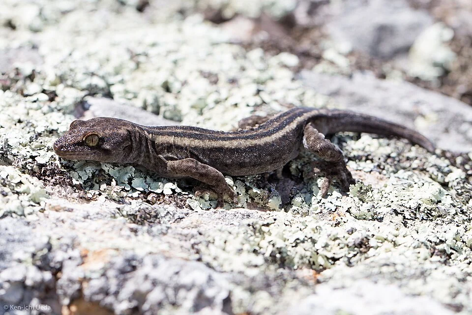 Waitaha Gecko (Woodworthia brunnea)
