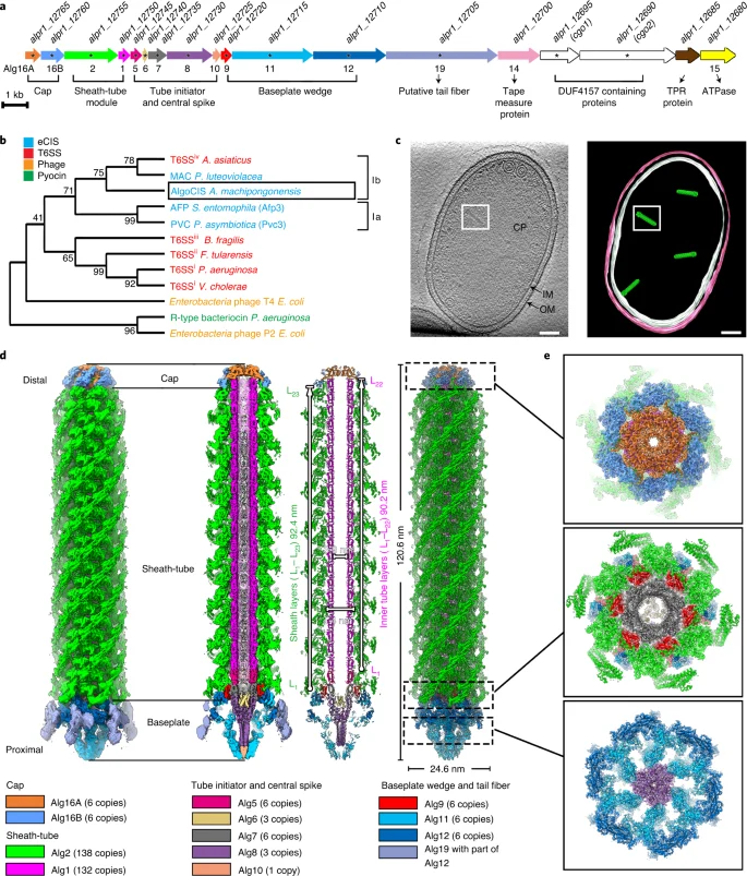Whole scientific figure with an Algoriphagus cell tomography slice and matching membrane model in panel c, plus gene-cluster, protein-family tree and colourful injection-system molecular reconstructions.
