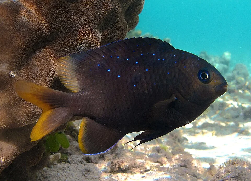 A Mauritian gregory (Stegastes pelicieri) seen in la Réunion.