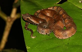 Hypnale zara is a venomous pitviper species endemic to Sri Lanka