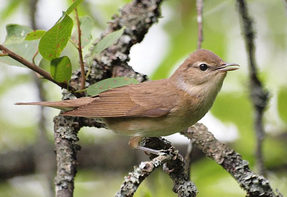 Sylvia borin (Garden Warbler in Tybble, Örebro County)