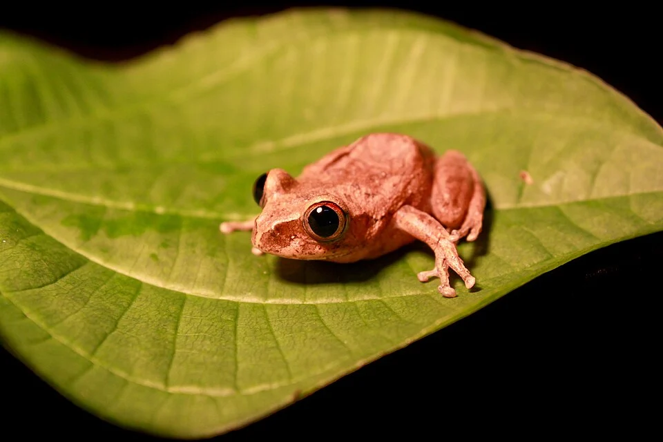 Leptopelis aubryi, Libreville, Gabon.