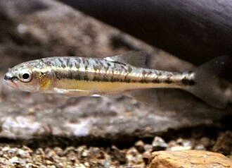 Picture of common minnow (Phoxinus phoxinus)