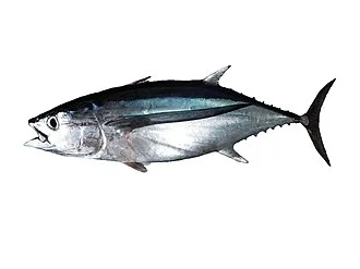 White tuna, bastard tuna (local names from Réunion): species of fish found in the tropical waters of the Indian Ocean. It can measure up to 140cm and reach depths of 600m. This fish was photographed during field sampling (SIH, Fisheries Information System) or laboratory dissections (research projects). The photo in PNG format (without background) is available from the associated dataset.