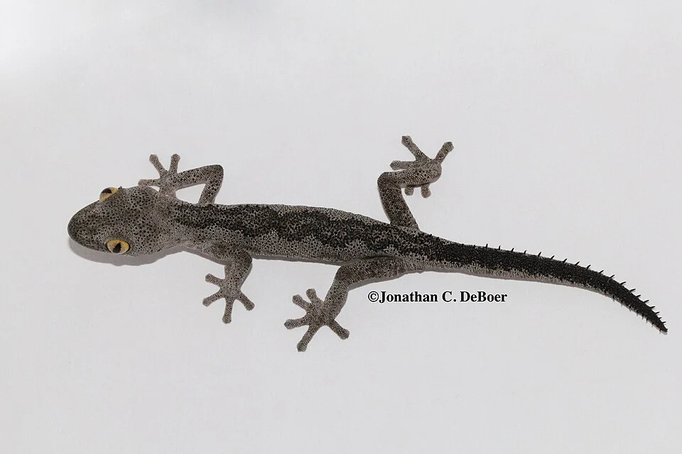 Strophurus spinigerus; captive bred invididual; Photo Credits: Jonathan C. DeBoer