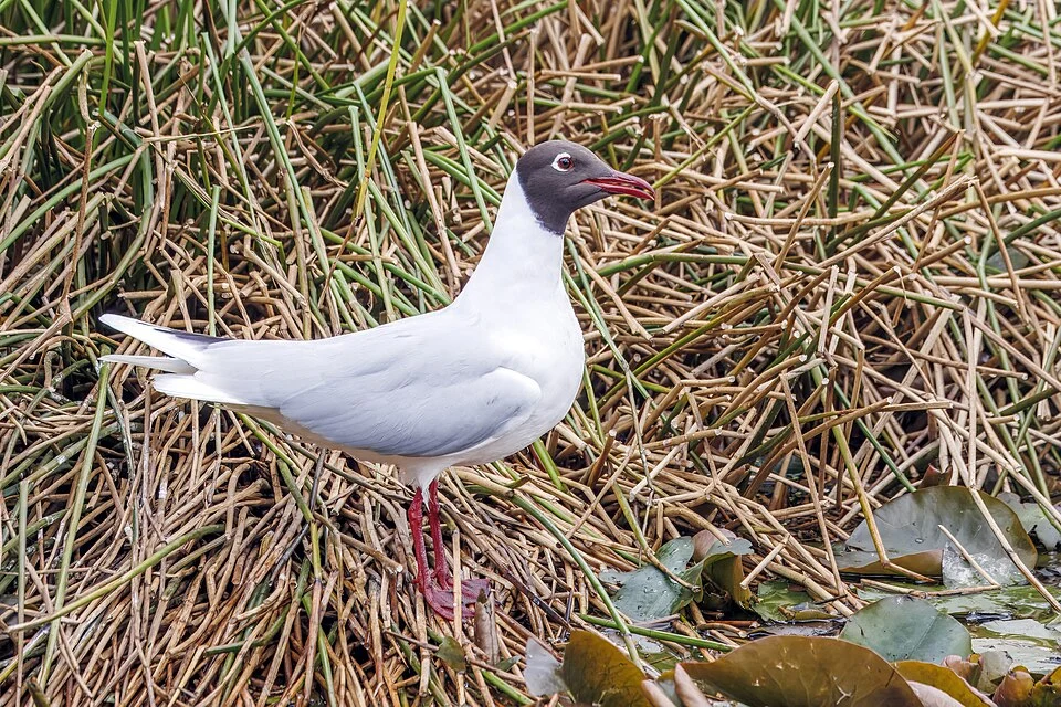 Brown-hooded gull (Chroicocephalus maculipennis) in summer plumage, Humedal El Loto, Puerto Varas, Chile