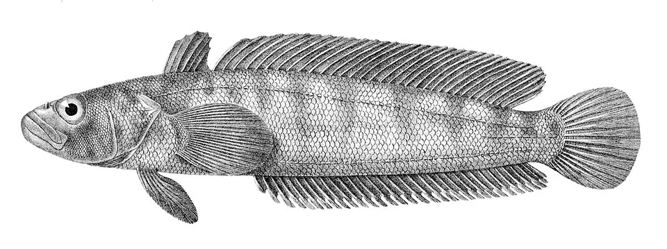 Notothenia trigramma