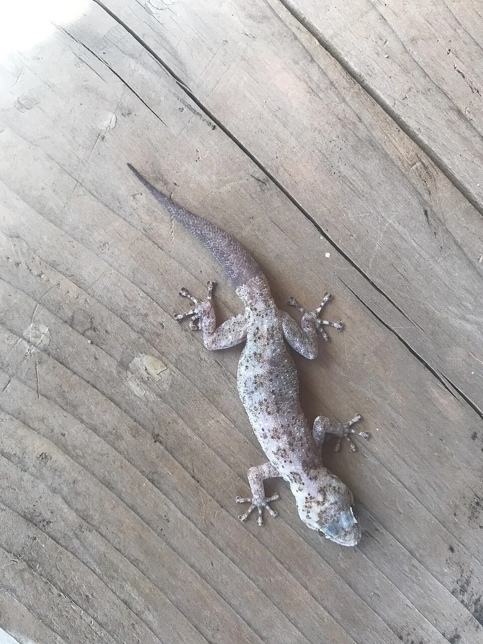Peninsular Leaf-toed Gecko (Phyllodactylus nocticolus)