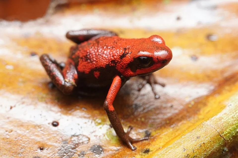 Cassidy's Poison Dart Frog (Andinobates cassidyhornae) in Colombia