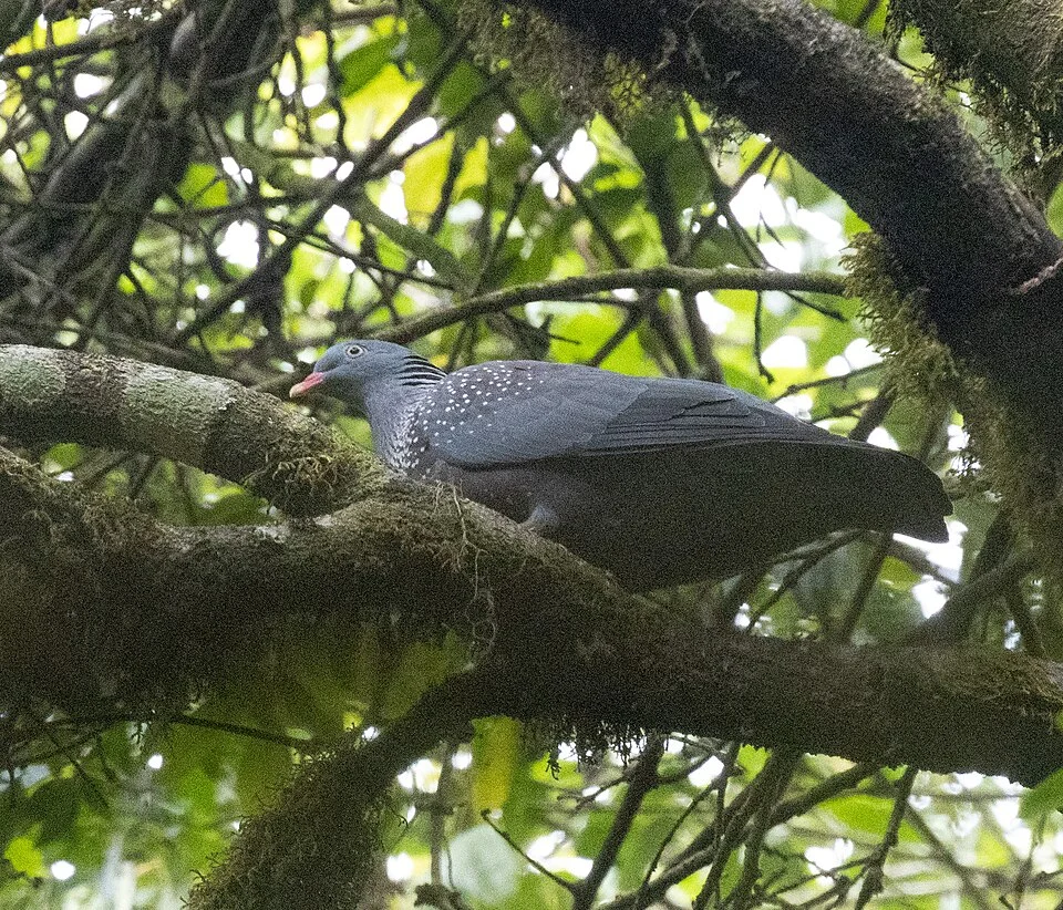 Columba sjostedti, Fako, Cameroon, 2026-03-27 (iNaturalist).