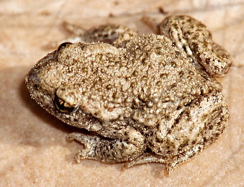 Dorsal side of a male Common Midwife Toad (Alytes obstetricans).
